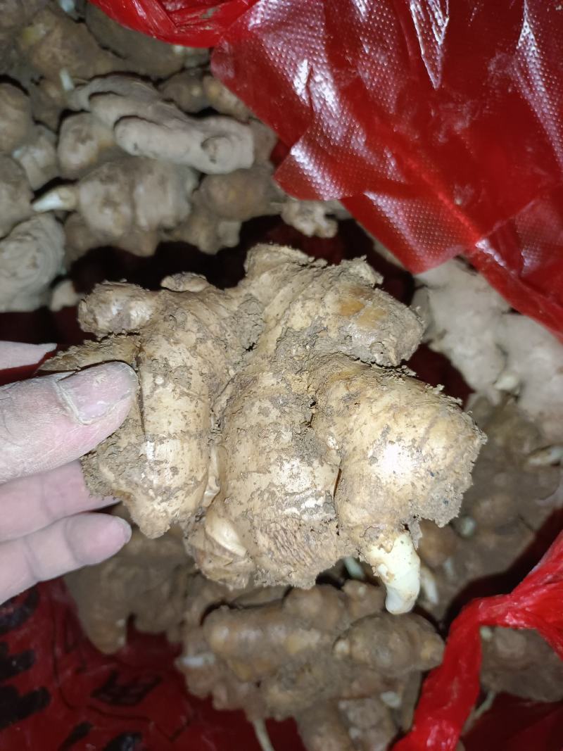 小黄姜姜母，姜农直销，窖姜