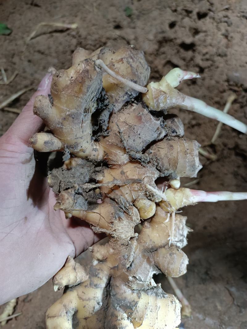 小黄姜姜母，姜农直销，窖姜