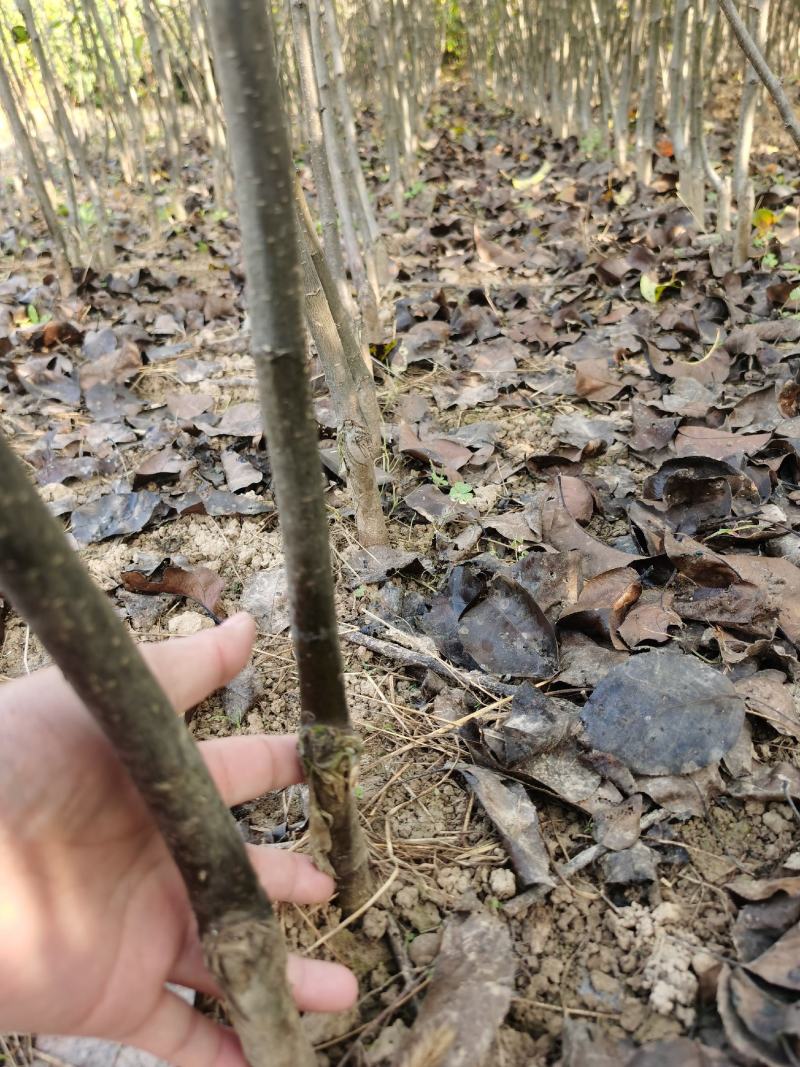梨树苗双八以上品种齐全种植基地现挖现发价格优惠