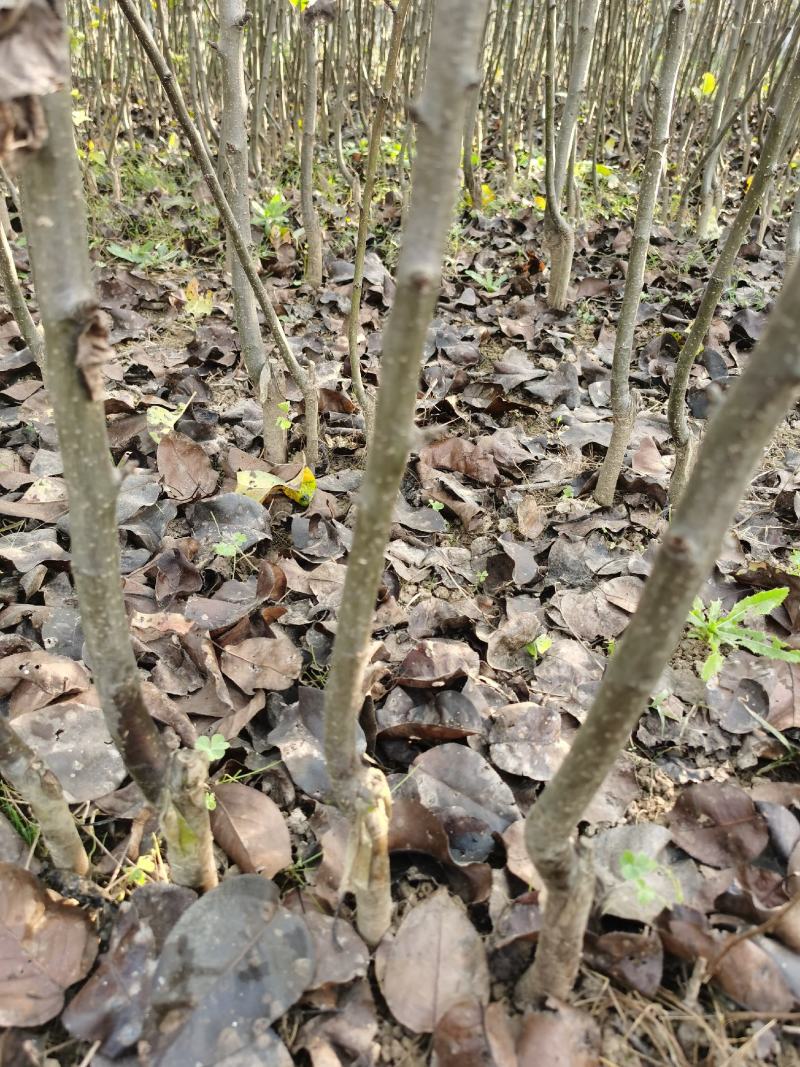 梨树苗双八以上品种齐全种植基地现挖现发价格优惠