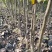 梨树苗双八以上品种齐全种植基地现挖现发价格优惠