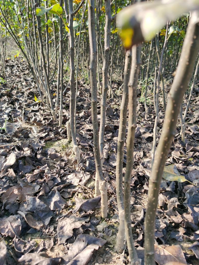 梨树苗双八以上品种齐全种植基地现挖现发价格优惠
