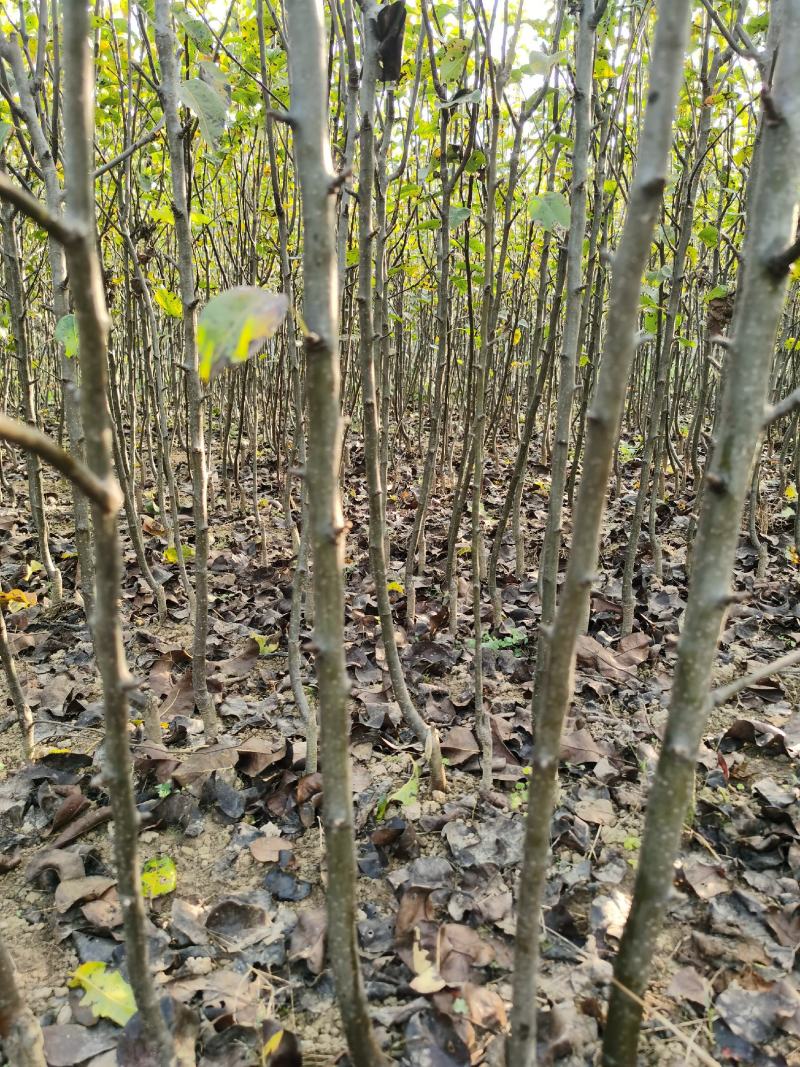 梨树苗双八以上品种齐全种植基地现挖现发价格优惠