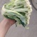 青梗松花菜，肥城市松花菜，有机花菜大量供应