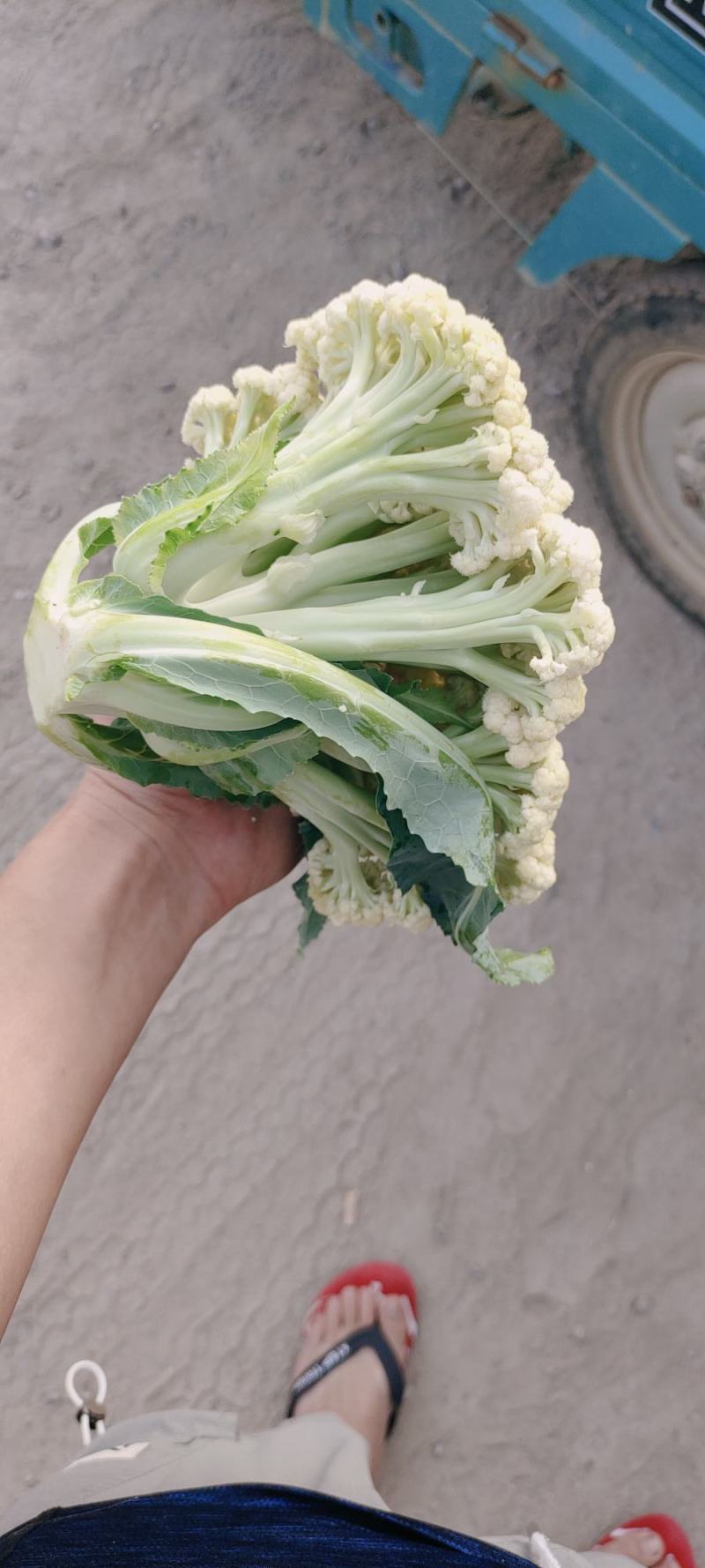 青梗松花菜，肥城市松花菜，有机花菜大量供应