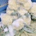 青梗松花菜，肥城市松花菜，有机花菜大量供应