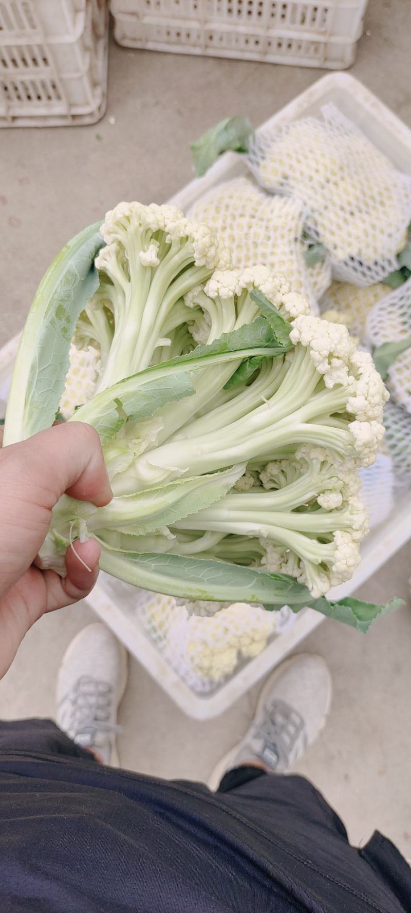 青梗松花菜，肥城市松花菜，有机花菜大量供应