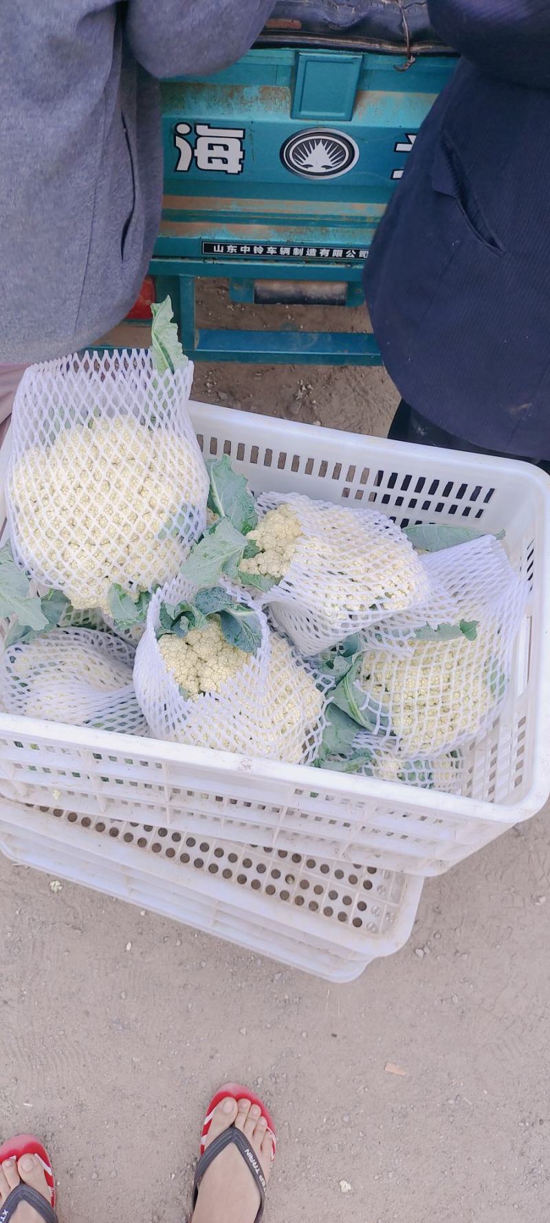 青梗松花菜，肥城市松花菜，有机花菜大量供应