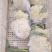 青梗松花菜，肥城市松花菜，有机花菜大量供应