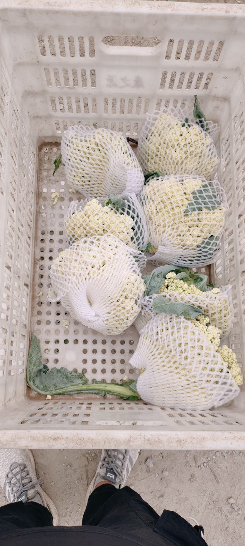青梗松花菜，肥城市松花菜，有机花菜大量供应