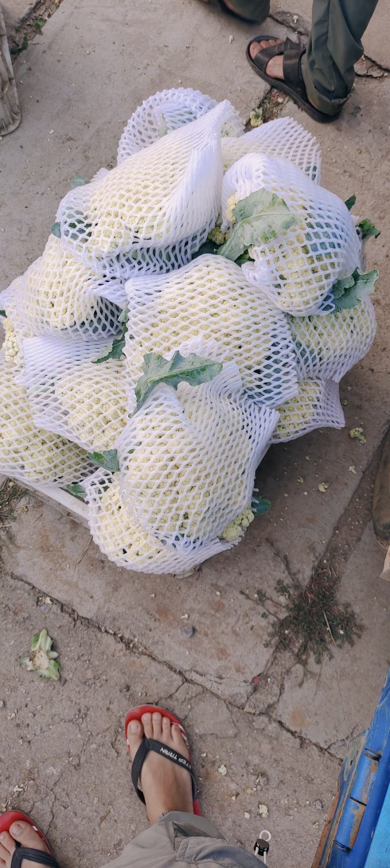 青梗松花菜，肥城市松花菜，有机花菜大量供应
