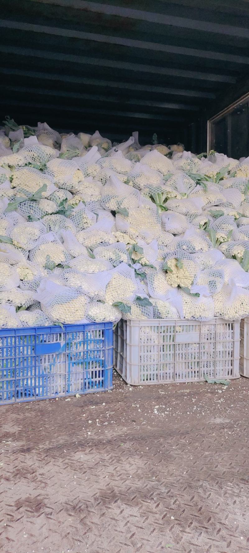 青梗松花菜，肥城市松花菜，有机花菜大量供应