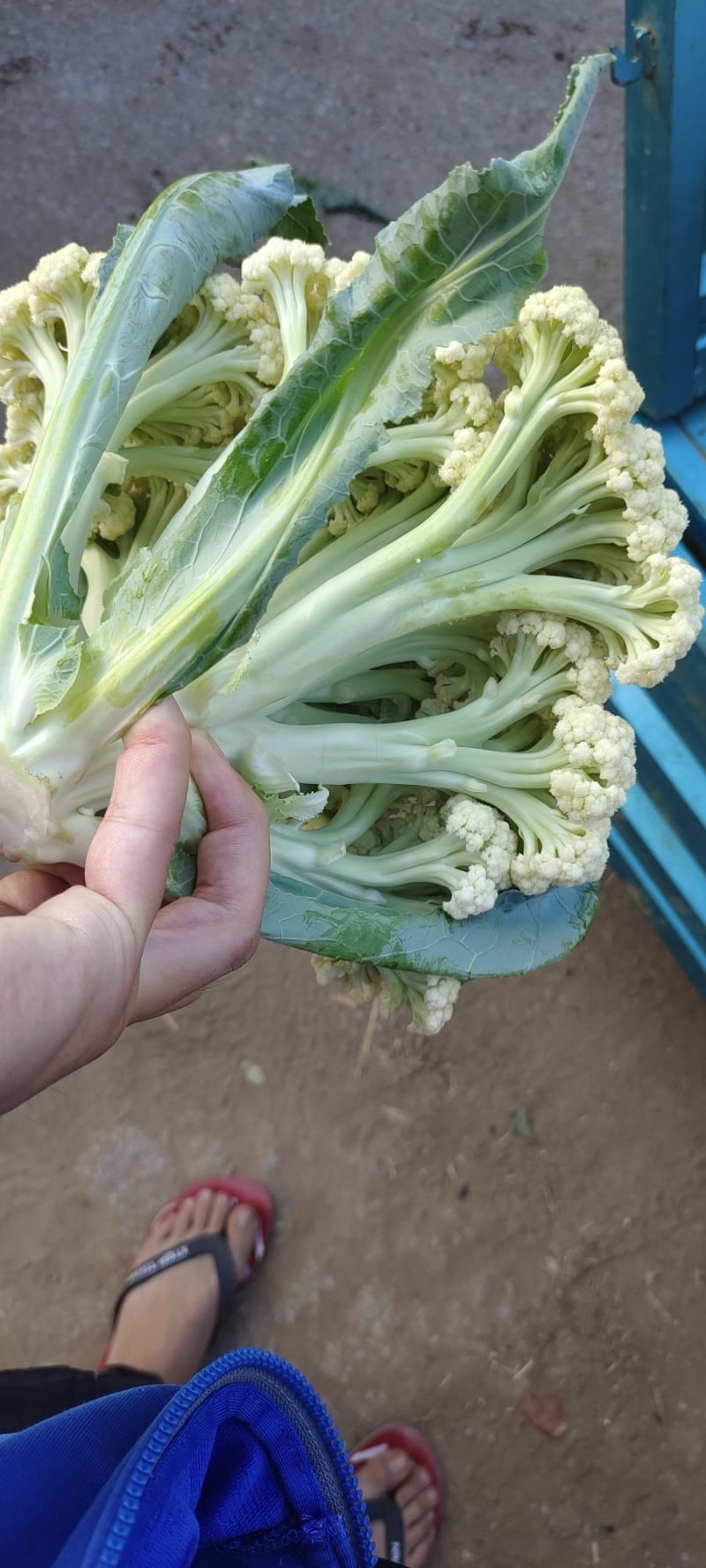 青梗松花菜，肥城市松花菜，有机花菜大量供应