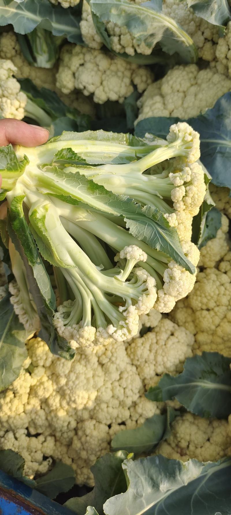 青梗松花菜，肥城市松花菜，有机花菜大量供应