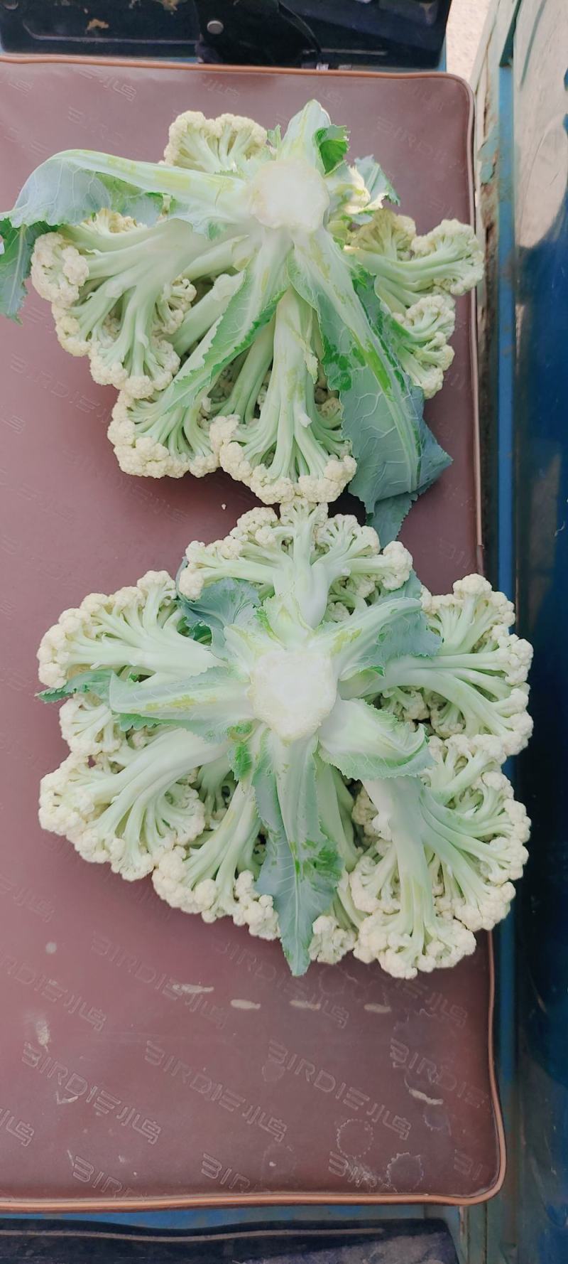 青梗松花菜，肥城市松花菜，有机花菜大量供应