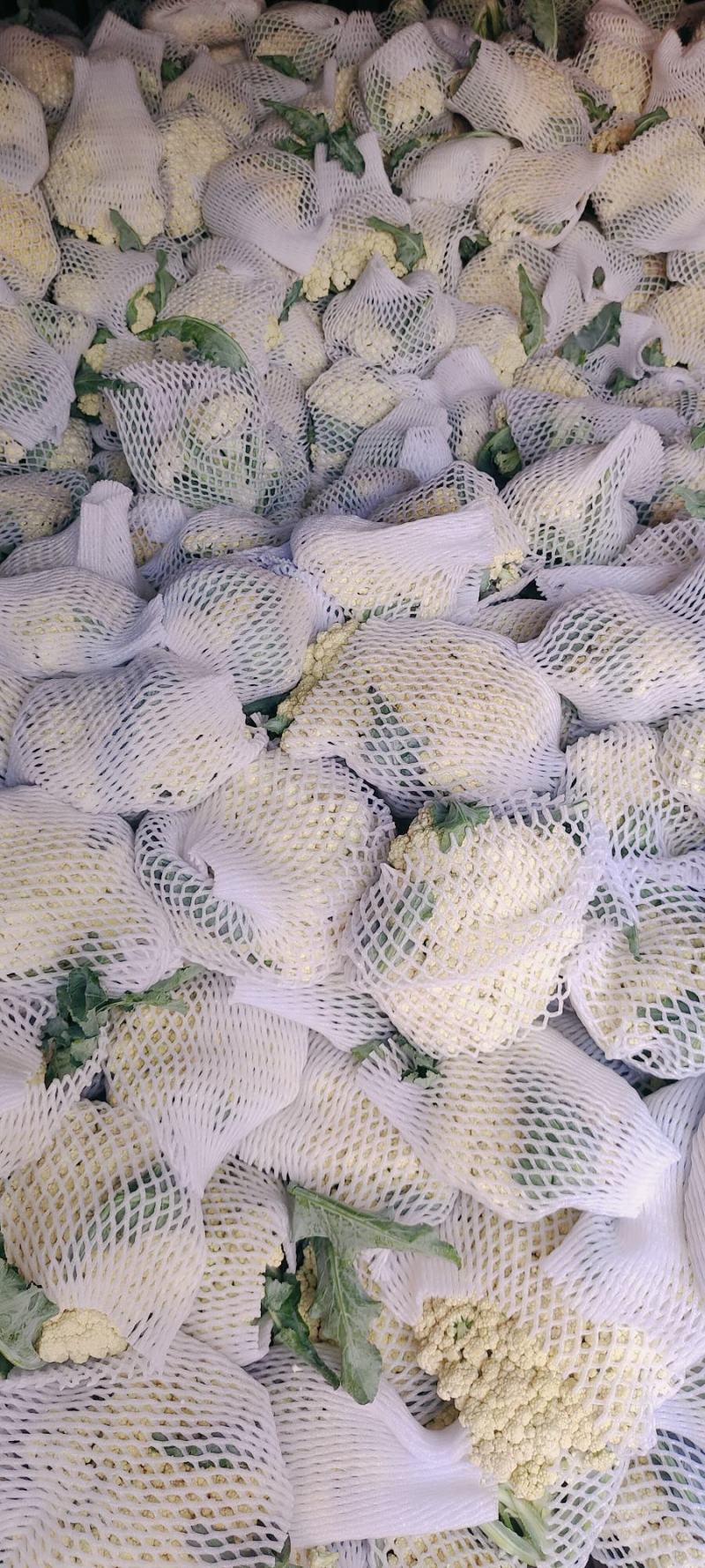 青梗松花菜，肥城市松花菜，有机花菜大量供应