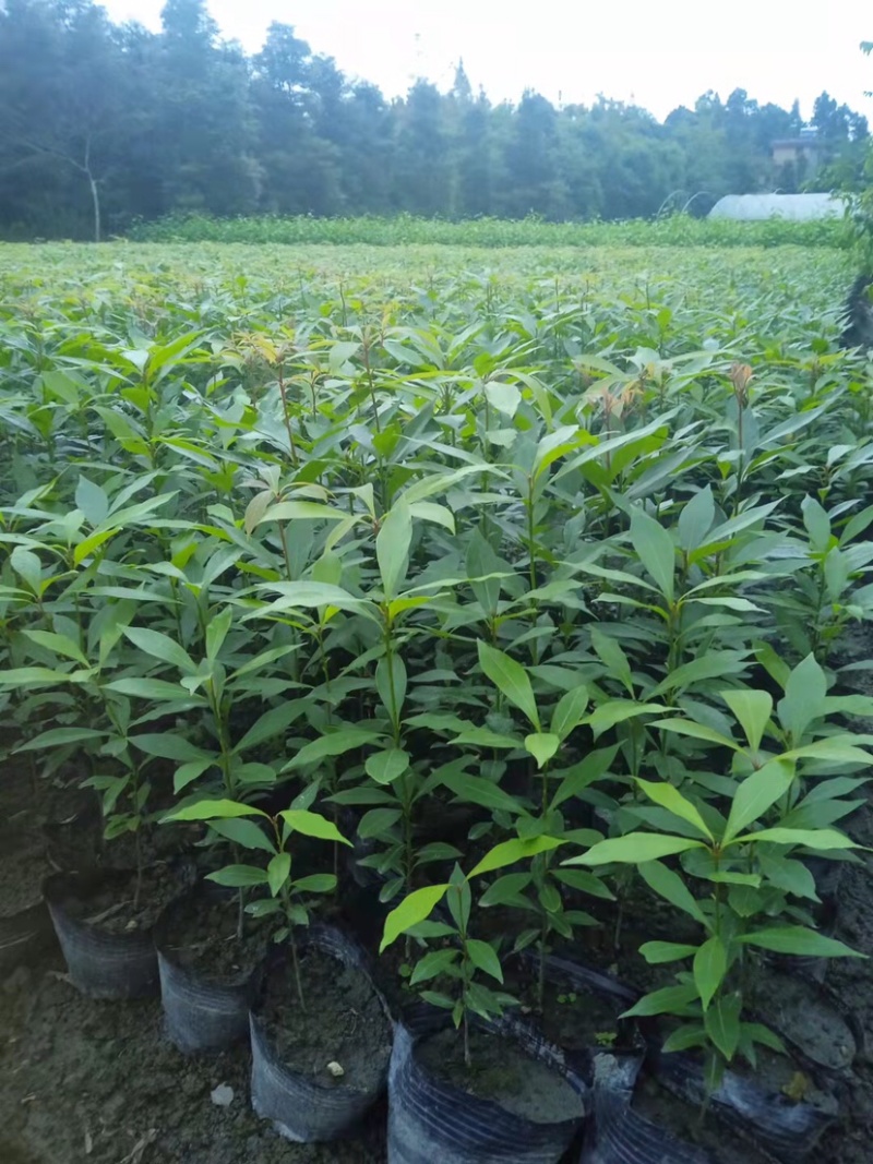 金丝楠木，小叶桢楠30公分