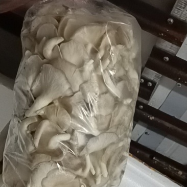 秀珍菇