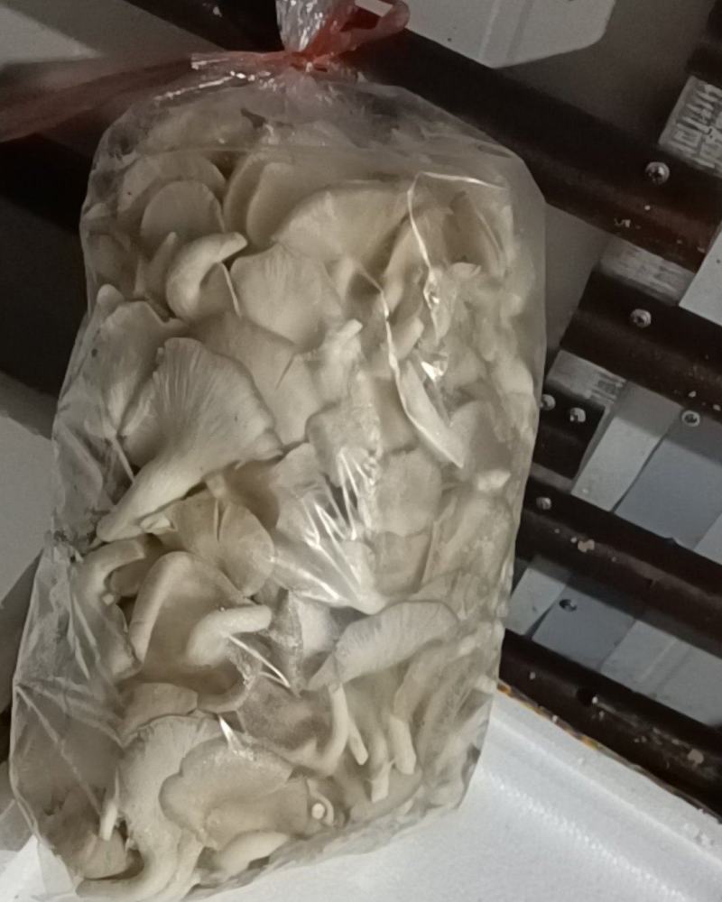 秀珍菇