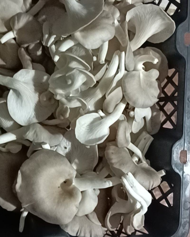 秀珍菇
