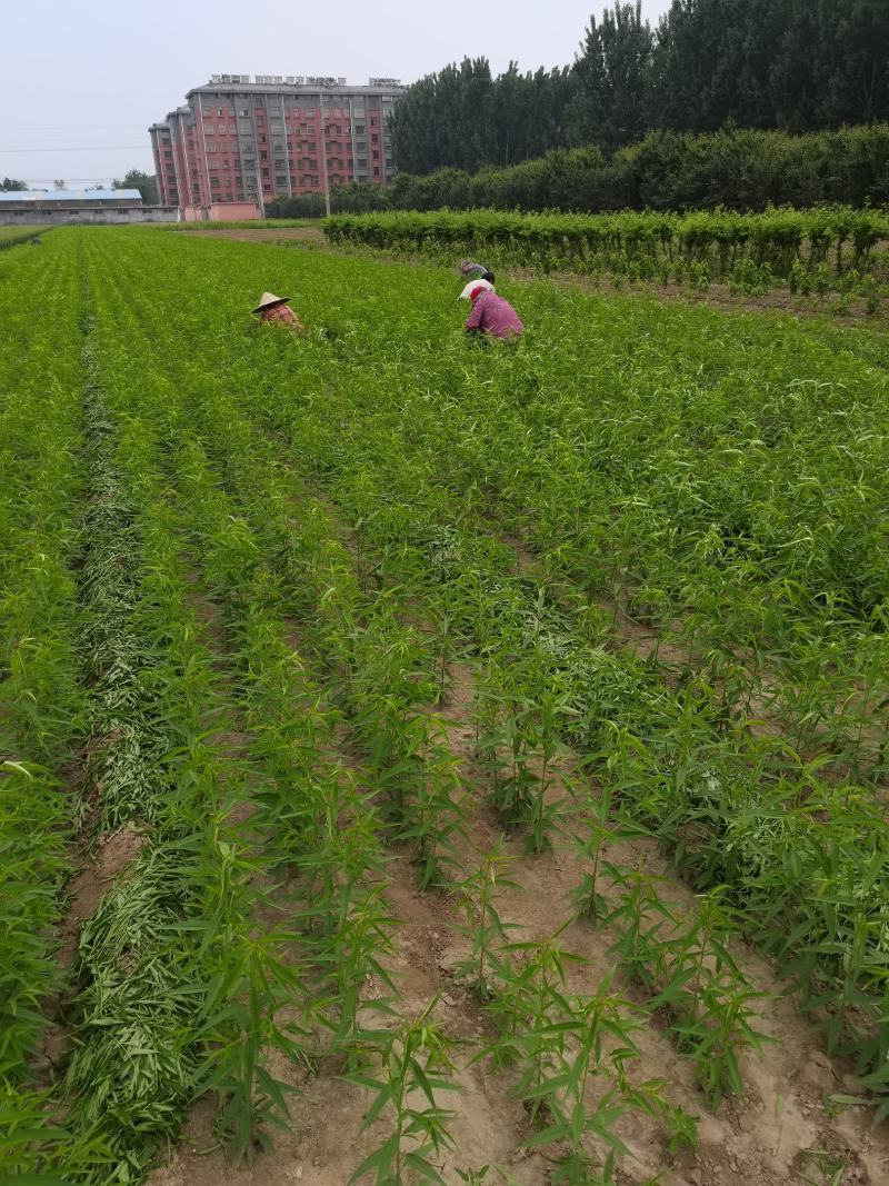 早熟黄桃苗个大脆甜基地发货现挖现发保湿邮寄包邮