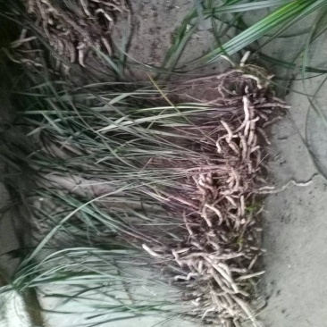 紫秀兰寒兰细叶紫秀新鲜壮苗大丛散苗