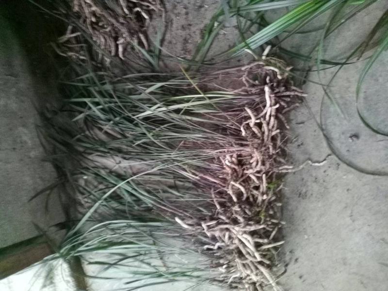 紫秀兰寒兰细叶紫秀新鲜壮苗大丛散苗
