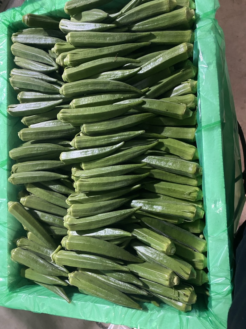 精品福建基地秋葵，每天新鲜采摘，货源充足