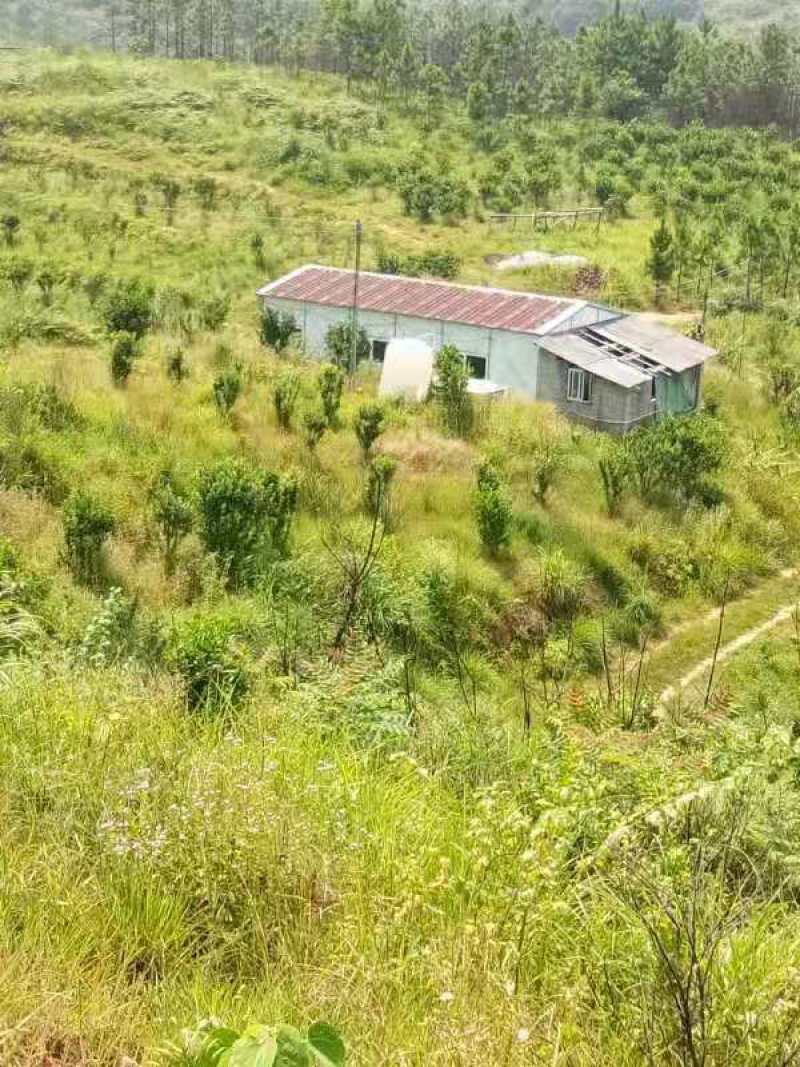 阳山荒地1000亩
