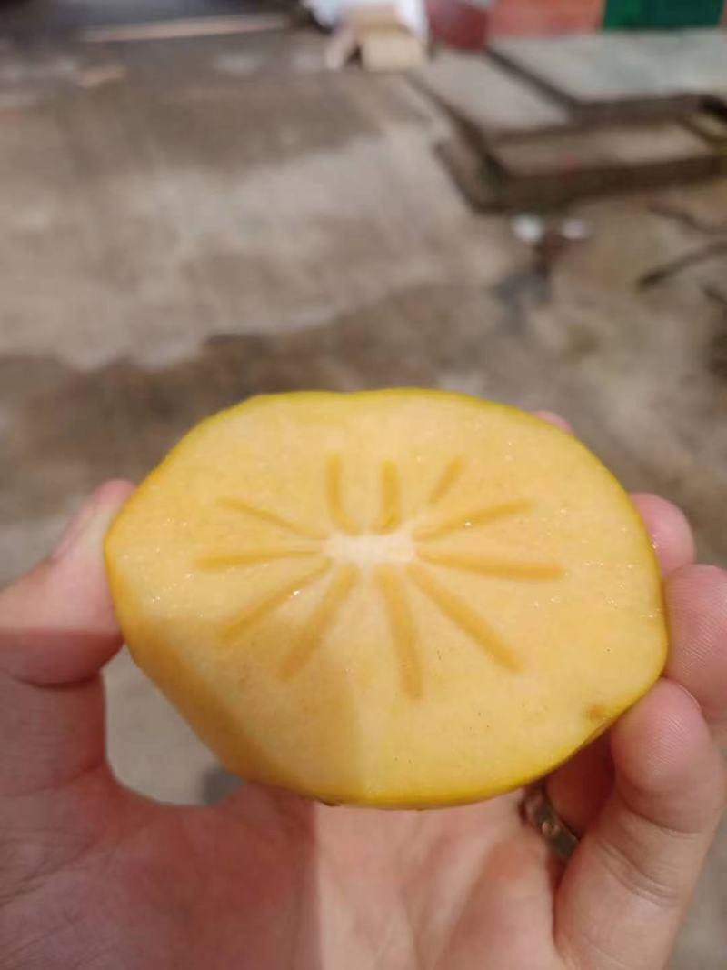 陕西阳丰脆柿产地，大荔甜柿价格，大甜柿批发，口感脆甜