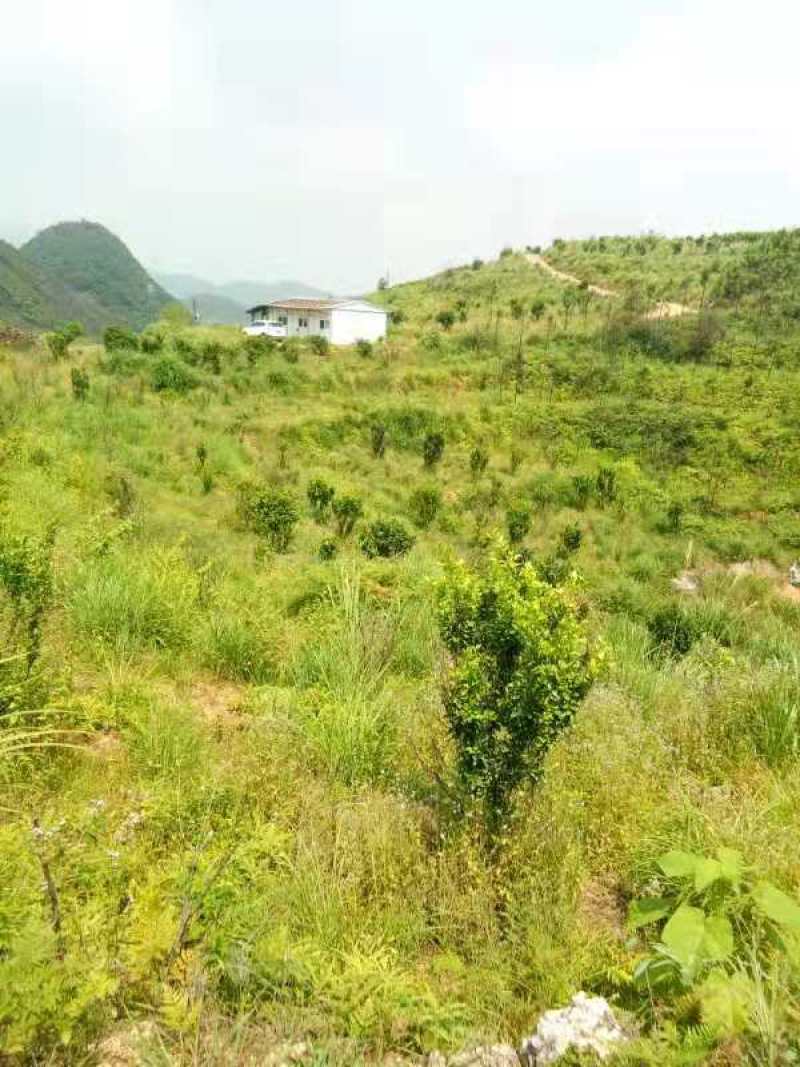 阳山荒地1000亩