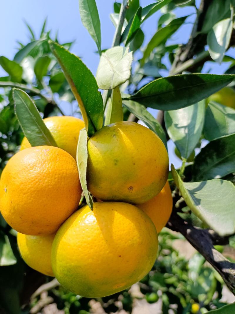 《畅销》云南高山蜜桔，电商社团超市市场外贸