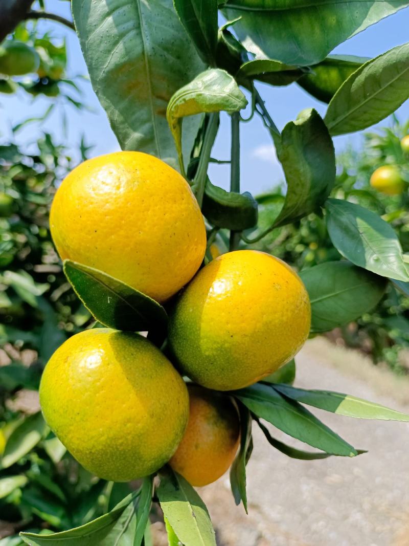 《畅销》云南高山蜜桔，电商社团超市市场外贸