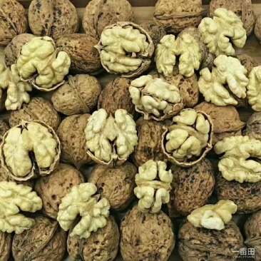 22年新货核桃，精品大麻子