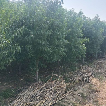 碧桃