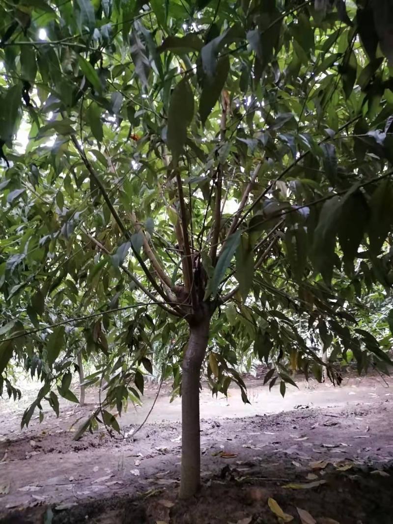 碧桃