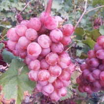 河北唐山遵化晚巨峰葡萄🍇🍇🍇