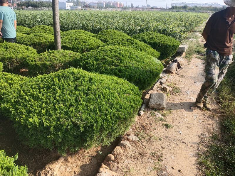 龙柏球