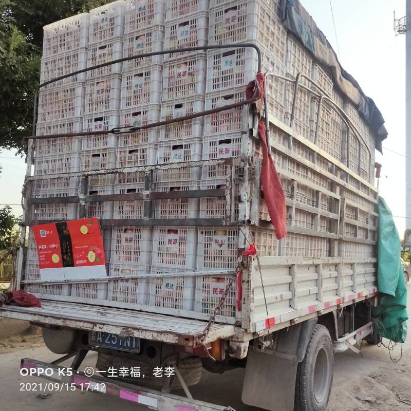 中秋王，个大色红