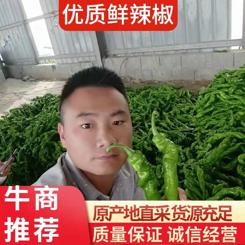 精品螺丝椒【热卖中】原产地直采，超市直供，电商优选鲜辣椒