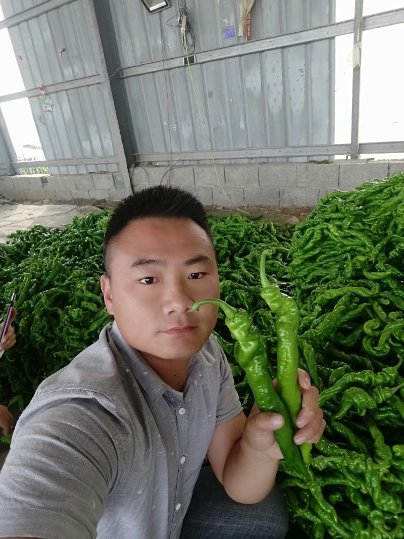 精品螺丝椒【热卖中】原产地直采，超市直供，电商优选鲜辣椒