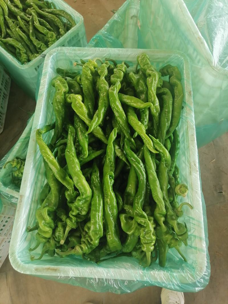精品螺丝椒【热卖中】原产地直采，超市直供，电商优选鲜辣椒