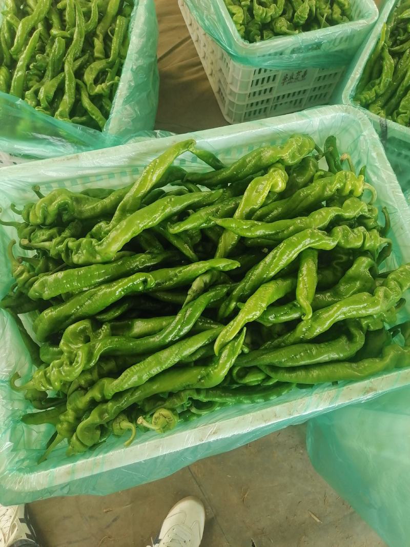 精品螺丝椒【热卖中】原产地直采，超市直供，电商优选鲜辣椒