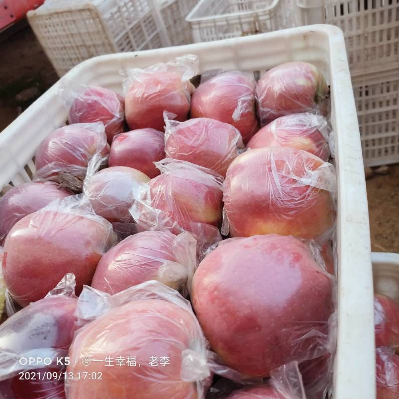 中秋王，个大色红