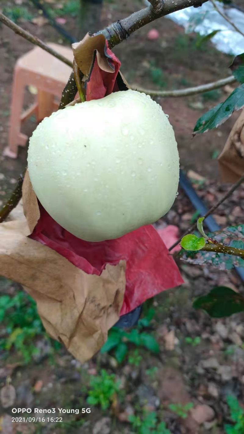瓦房店黄元帅苹果，基地直供，现摘现发，货源稳定供货全国