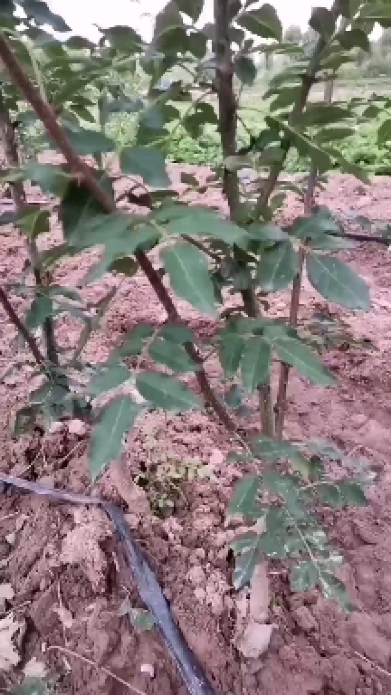 嫁接无刺花椒苗云南原产地货源充足量大从优热卖中