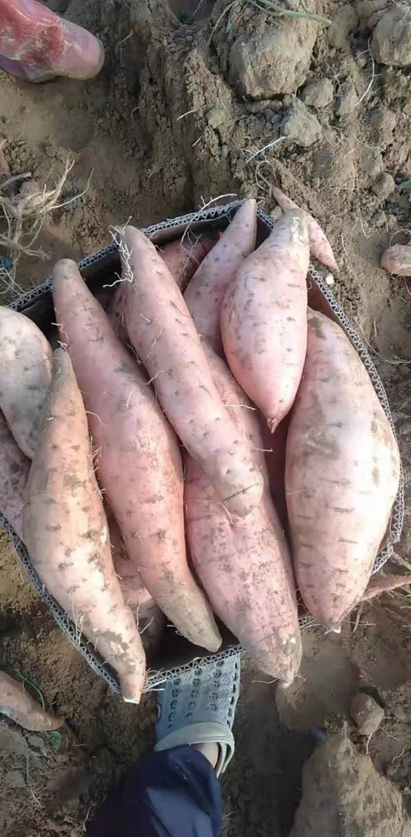 【推荐】烟薯红薯瓦房店大量上市基地直供专供批发需要联系