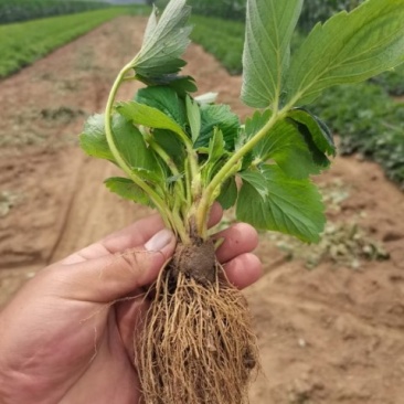 草莓苗妙香七号草莓苗规格齐全产地一手货源量大从优