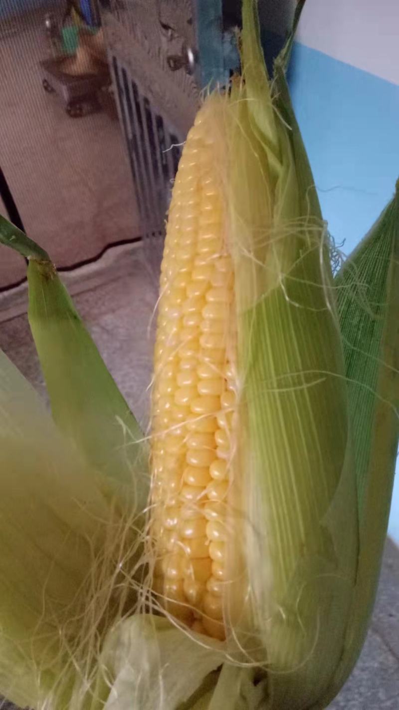 甜玉米