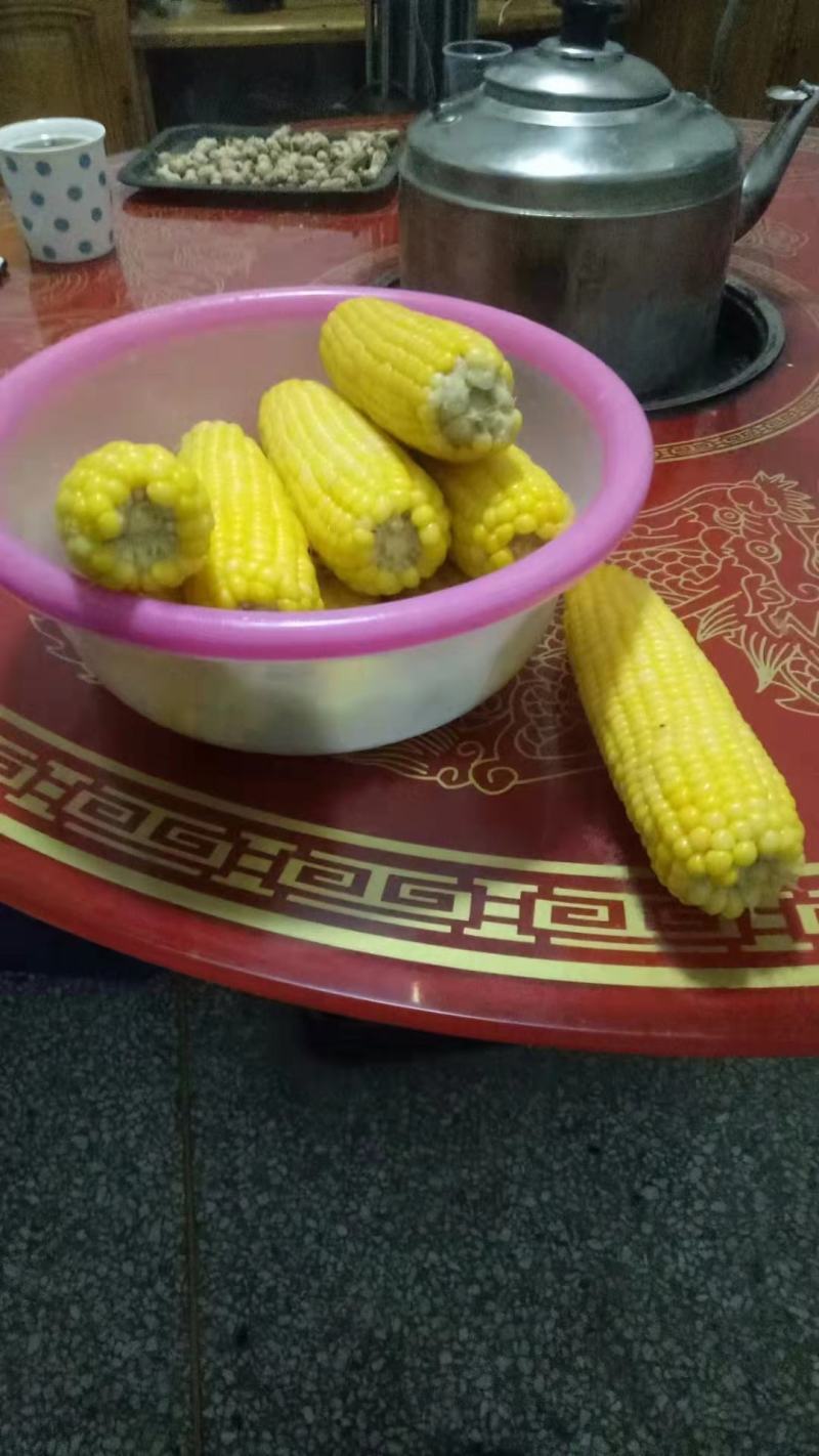 甜玉米